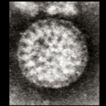 Rotavirus